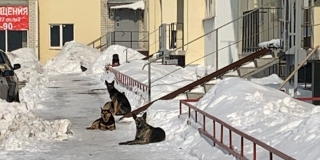 В Солнечном стая бродячих собак оккупировала подъезды многоэтажки