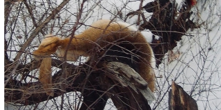 Под Екатериновкой браконьеры жестоко убили косуль и уехали на снегоходах