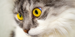 � ������ ����� ������ ����������� ��� �������� ��������