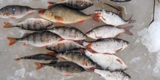 В Энгельсском районе трех рыбаков задержали за браконьерство