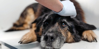 В Саратове из-за карантина начнут массовую вакцинацию животных от бешенства