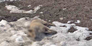 Волонтеры: На набережной Саратова собаки массово умирают из-за отравы