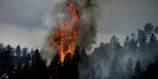 В Саратовской области за неделю огонь уничтожил свыше 27 гектаров леса