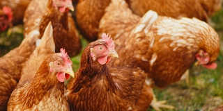 В Саратовской области обнаружен птичий грипп