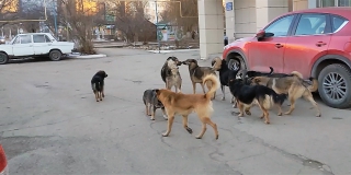 Генпрокурор РФ потребовал принять меры из-за нападений собак на детей
