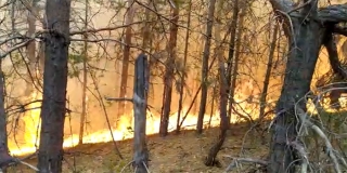 Глава Хвалынского района о пожаре в национальном парке: Тушат 120 человек