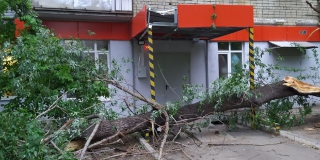 В центре Саратова возле «Пятерочки» рухнуло дерево