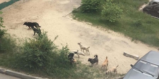 Жители Заводского района пожаловались на стаи бродячих собак под окнами
