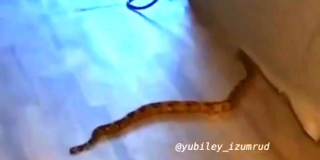Змеи в квартире саратовчанки. Стала известна судьба второй рептилии Змеи в квартире саратовчанки. Стала известна судьба второй рептилии