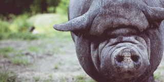 В Калининском районе чуму свиней распространили «нормативные» кабаны и люди