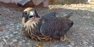 � ���������� ���� ���������� ������ ���������� ������