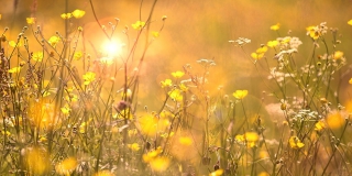 ����������� ��������� ������������ �������� ���� � ��������