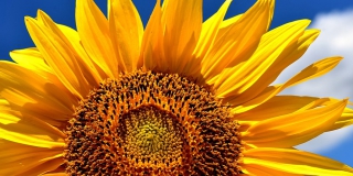 ���������� ��������� ������ ���� � ������������ �� +36 ��������