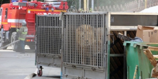 Из горевшего саратовского цирка эвакуировали львов и попугаев