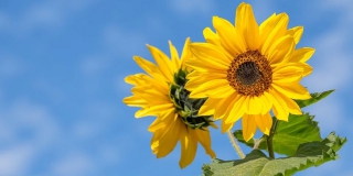 � ����������� ������� ������ ����������� �� +40 ��������