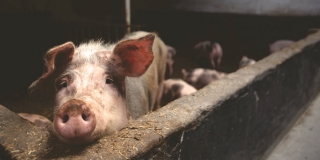 В Вольском районе нашли африканскую чуму свиней