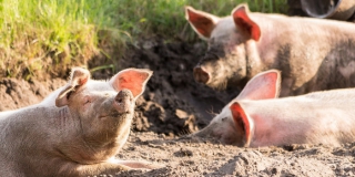 В Вольском и Воскресенском районах выявили африканскую чуму свиней