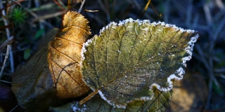 В Саратовской области ждут заморозки и порцию сильных дождей