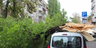 На площади Кирова дерево раздавило автомобиль «Пежо». Решение суда