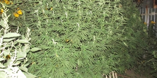 ��������� �� ���������� ������� �������� 36 ������ �������