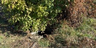 ��� ��������� ��������� ����� 81-������ ���� ������� � �������