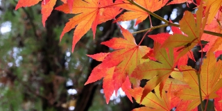 � ����������� ������� ������ ���������� �� +18 ��������