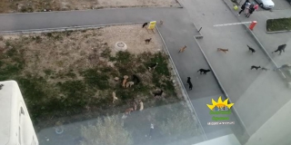 Стая из 20 собак бегает по Солнечному и нападает на подростков
