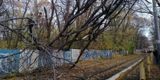 В Саратове сильный ветер повалил и поломал ветхие деревья В Саратове сильный ветер повалил и поломал ветхие деревья