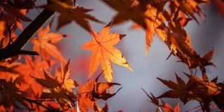 � �������� ����������� ������� ������� ������ ������