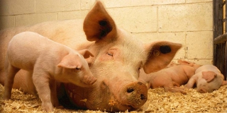 В Нижегородской области произошла вспышка чумы свиней из-за саратовской фирмы