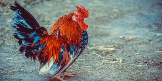 Под Дергачами установили карантин по птичьему гриппу Под Дергачами установили карантин по птичьему гриппу