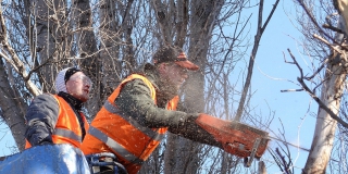 В Заводском районе в рамках нацпроекта спилят 147 деревьев В Заводском районе в рамках нацпроекта спилят 147 деревьев