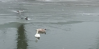 Жители Калининска бьют тревогу из-за замерзающих лебедей. Комментарий ученого