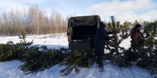 В саратовских лесхозах нарубили 28 тысяч елок для продажи к Новому году