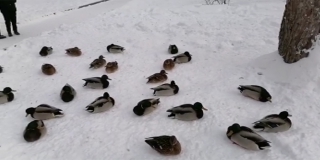 ������ �������� ����������� �������� ���� � �������� �� �����