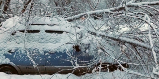 В Саратове из-за сильного снегопада деревья падают на автомобили