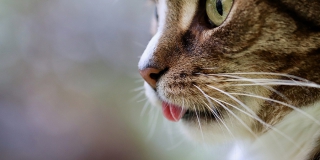 На 1-й Прокатной ввели карантин по бешенству после смерти кота в подвале На 1-й Прокатной ввели карантин по бешенству после смерти кота в подвале