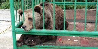 У жительницы Саратова конфисковали купленную в цирке медведицу