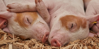 В Тепличном ввели карантин из-за чумы свиней В Тепличном ввели карантин из-за чумы свиней