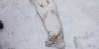 �������� ������ ��������� � ����� � �������� 17 ����� � ��������