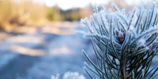 Жителей Саратовской области предупредили об аномальном морозе до -25 градусов