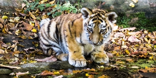 Саратовца наказали за покупку тигренка