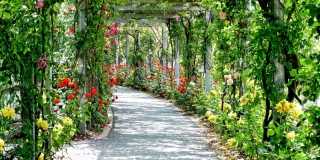 В «Липках» хотят спилить 39 деревьев для предотвращения ЧП В «Липках» хотят спилить 39 деревьев для предотвращения ЧП