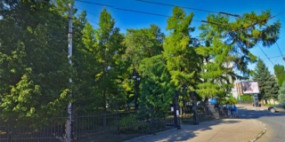 Деревья в «Липках» решили временно не спиливать и не обрезать Деревья в «Липках» решили временно не спиливать и не обрезать