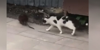 ����������� ��������� ��������� � ������ ���� �� �������� � ������ �������