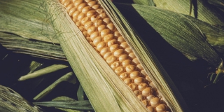 В районах Саратовской области увеличат посевные площади под кукурузой 