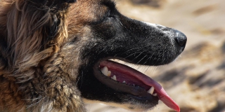 На 7-й Дачной собака покусала ребенка. Ветеринары нашли стаю бродячих псов На 7-й Дачной собака покусала ребенка. Ветеринары нашли стаю бродячих псов