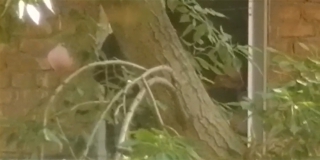 ��������: ������ �������� � ���� ��������� �������� �� ��������