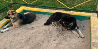 На Огородной бездомные собаки оккупировали детскую площадку