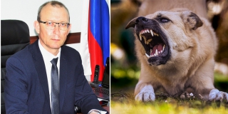 Глава Питерского района заявил прокуратуре об отсутствии денег на отлов собак